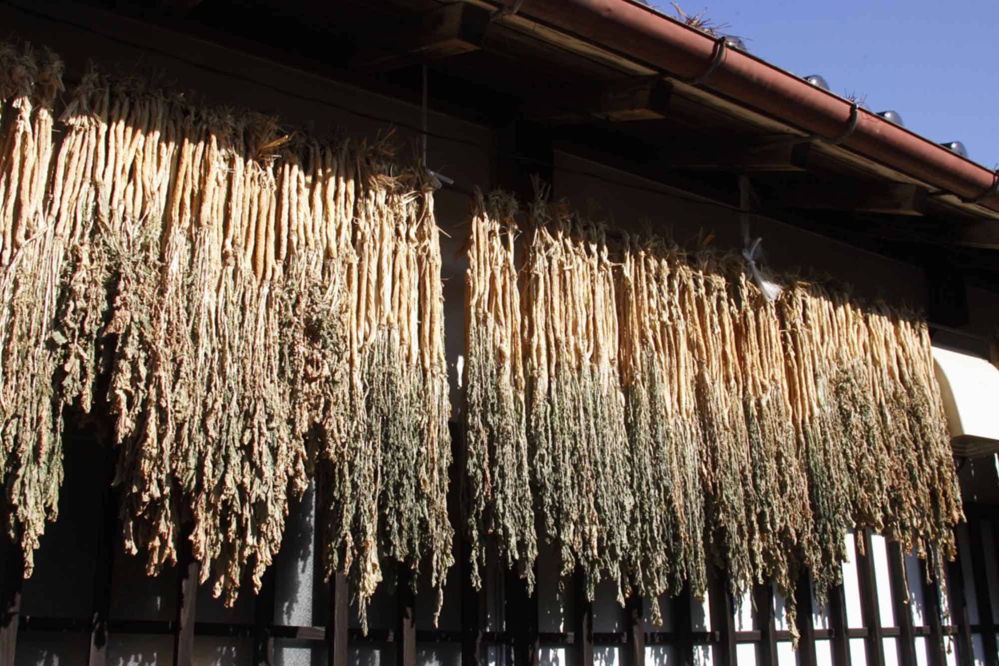 山形県アンテナショップおいしい山形　つくり手を訪ねて｜つけもの処 本長：はりはり漬けの素材として天日のもと寒風に晒された小真木大根。