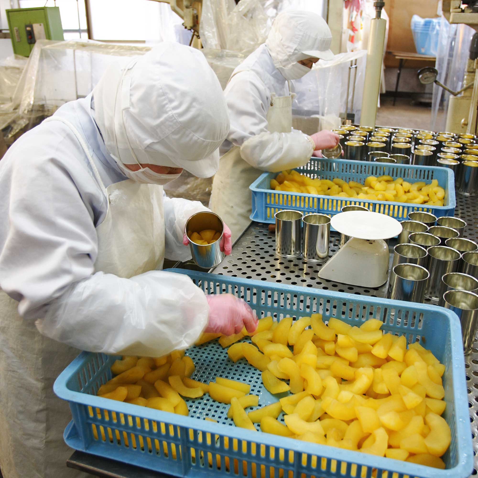 山形県アンテナショップおいしい山形　つくり手を訪ねて｜宮澤食品株式会社：缶詰へ詰める工程も手作業で。砂糖とレモン汁だけでつくられたシロップも入ります。