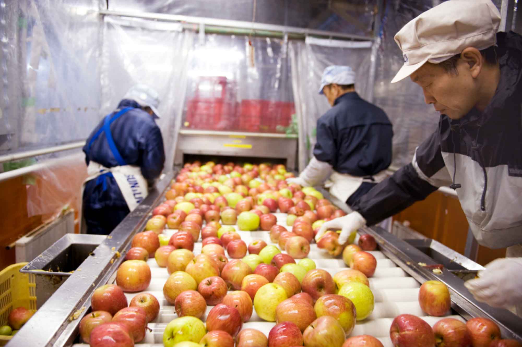 山形県アンテナショップおいしい山形　つくり手を訪ねて｜山形食品株式会社：洗浄後、痛んでいるりんごをスタッフの手と目によって選別。熟練の技が光ります。