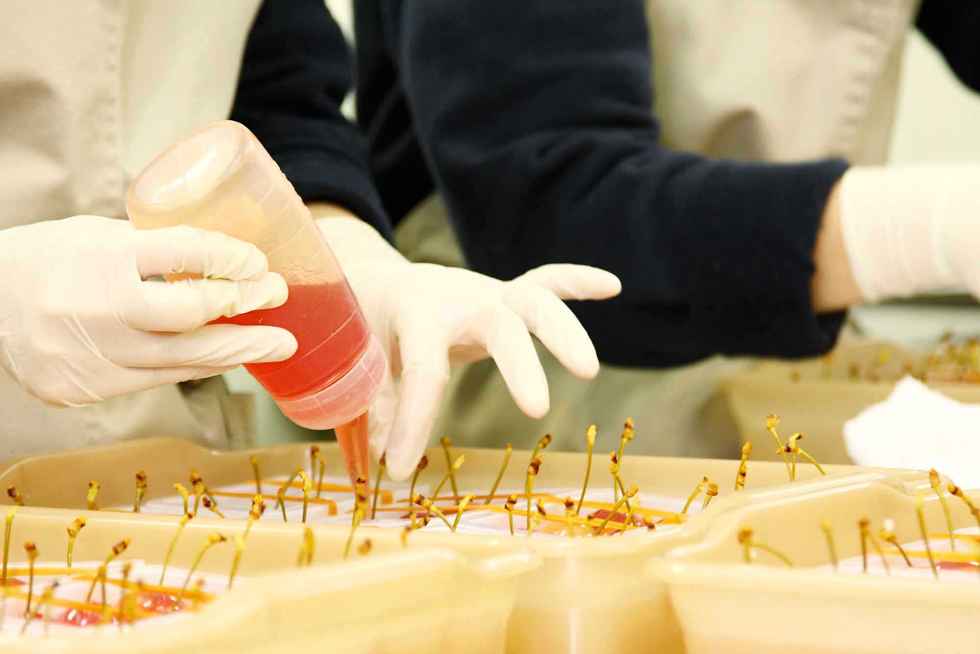 山形県アンテナショップおいしい山形　つくり手を訪ねて｜株式会社サエグサファクトリー：一つひとつ軸を持ち、微調節しながらゼリーを流し込みます。