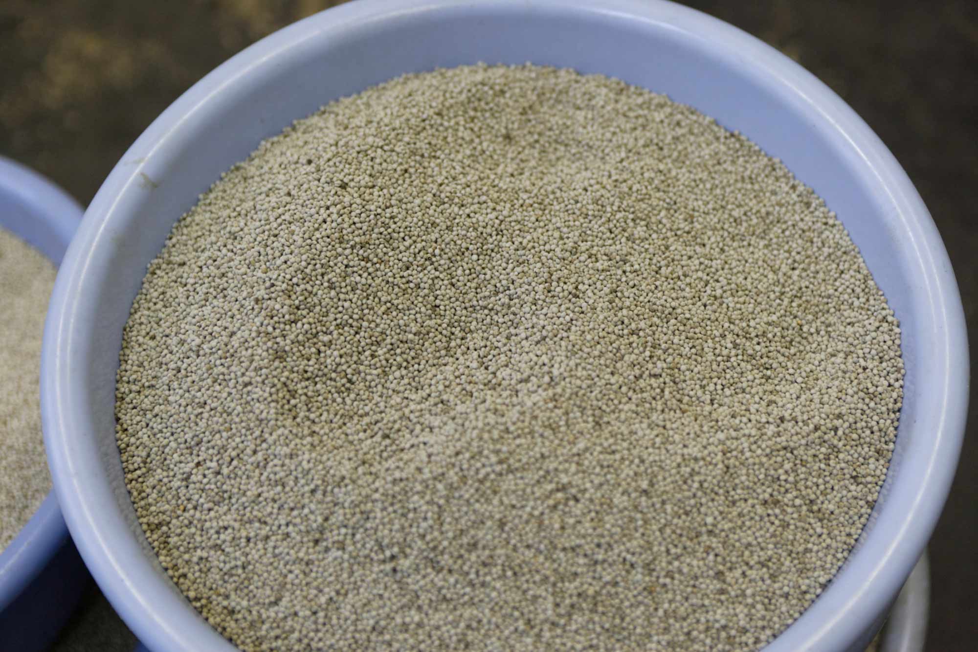 山形県アンテナショップおいしい山形　つくり手を訪ねて｜戸沢村エゴマの会：
                球形の小さなエゴマの実。生のエゴマを噛んで、その風味で良し悪しが分かると田中さんはいいます。