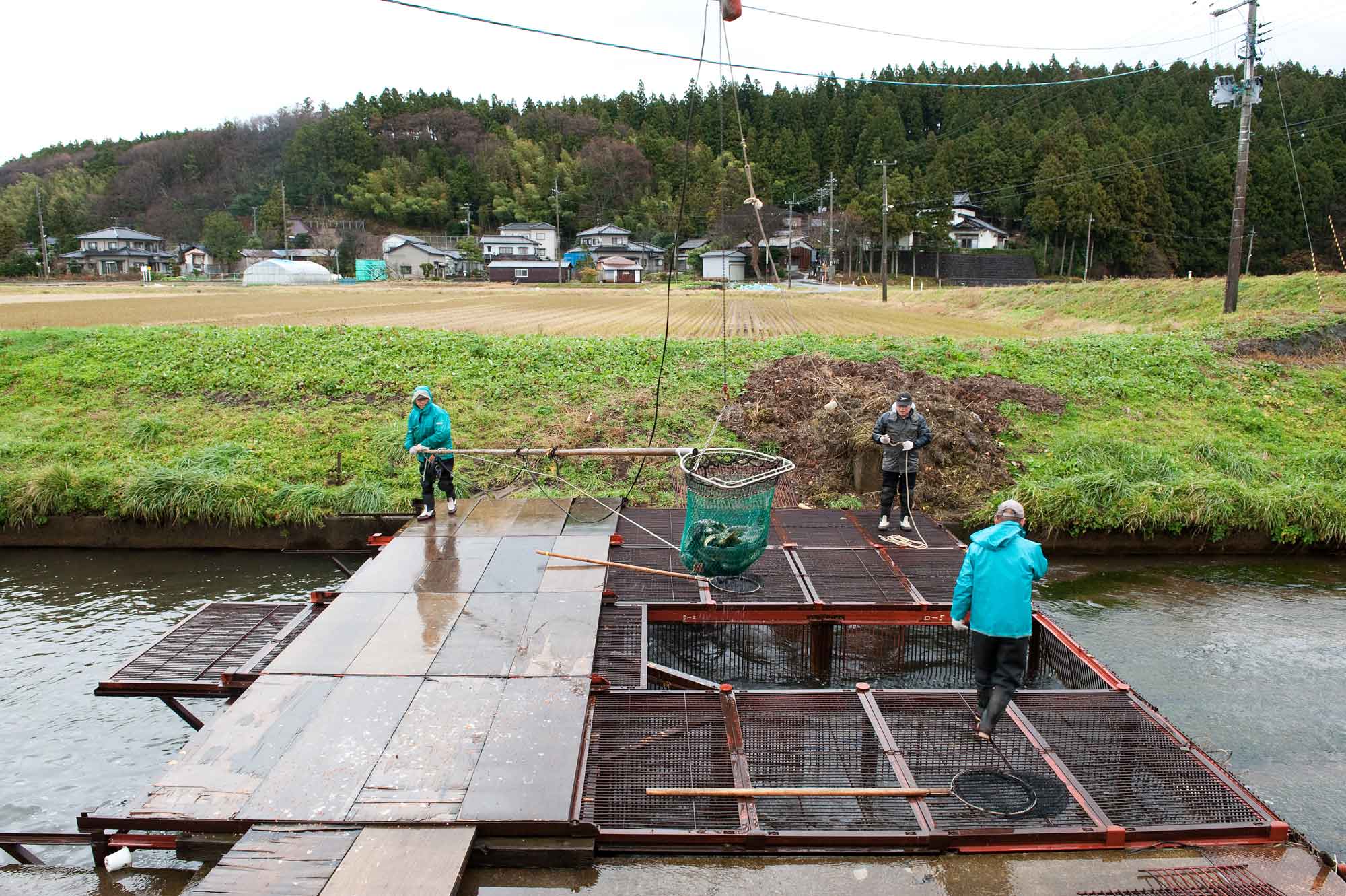 山形県アンテナショップおいしい山形　つくり手を訪ねて｜さけます増殖資源加工センター：
                滝淵川に仕掛けられてたヤナ場。多い日には１日3,000匹の鮭がやって来ます。