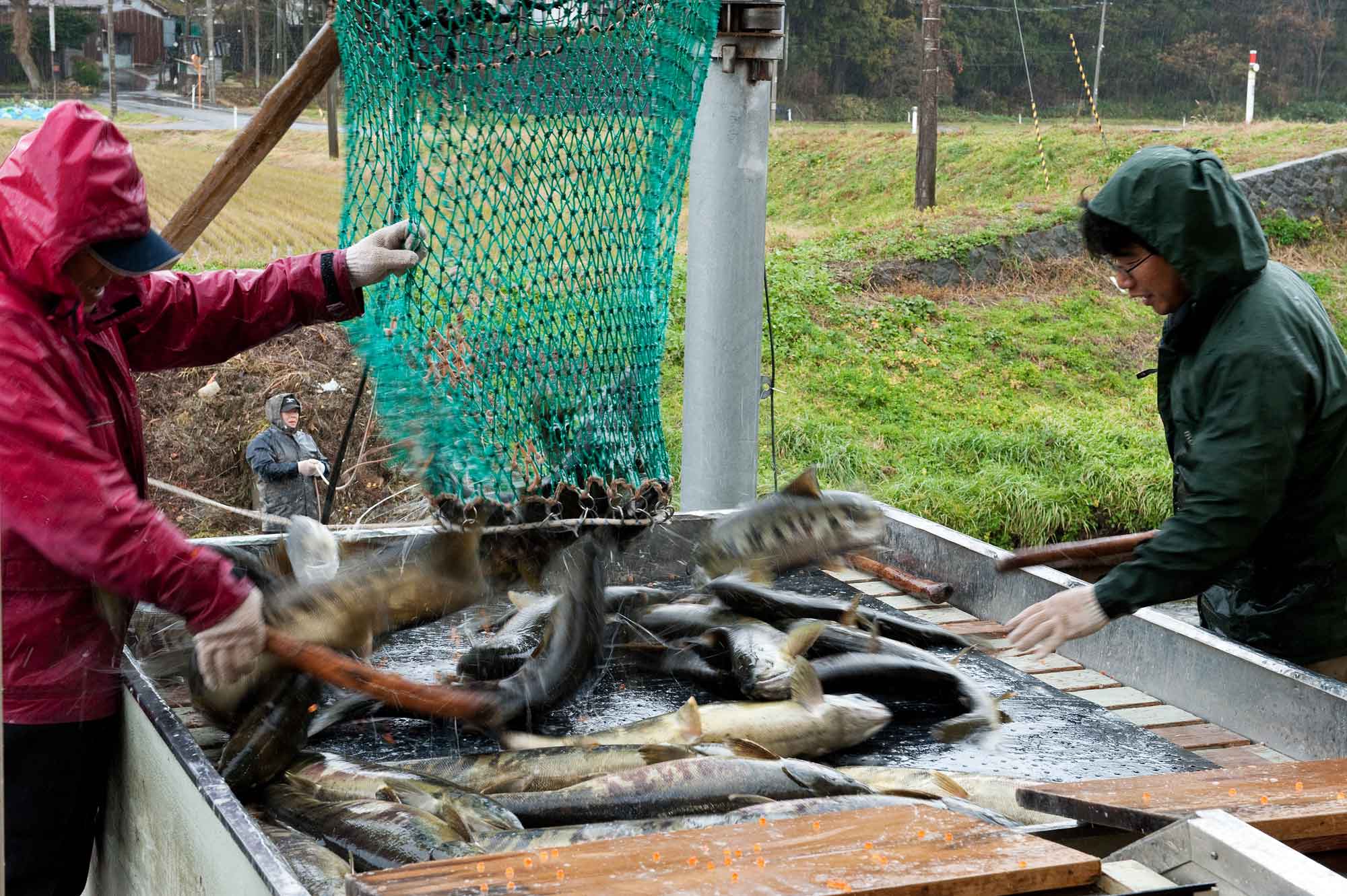 山形県アンテナショップおいしい山形　つくり手を訪ねて｜さけます増殖資源加工センター：
                ヤナ場に直結した採捕場で、水から引き上げた後すぐに作業が行われます。
