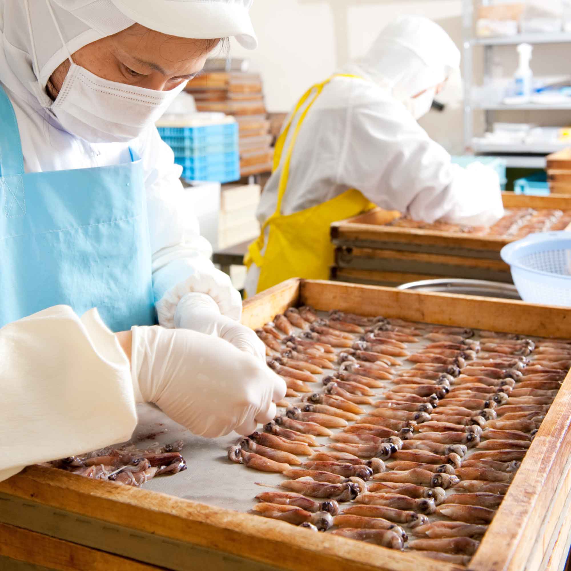 山形県アンテナショップおいしい山形　つくり手を訪ねて｜有限会社木川屋本店：
                ホタルイカ同士がくっつかないよう、一枚一枚手作業でていねいに並べていきます。