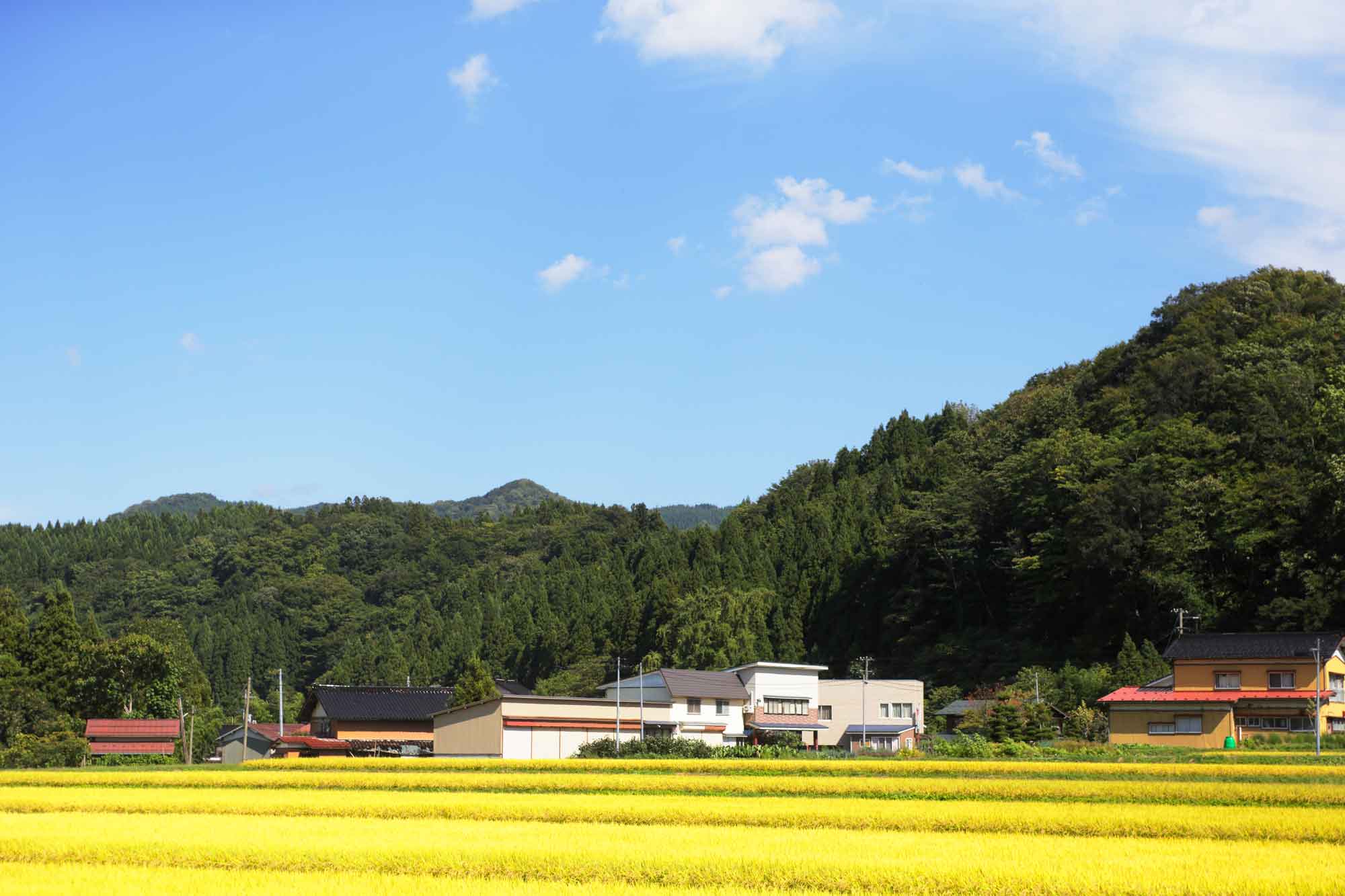 山形県アンテナショップおいしい山形　つくり手を訪ねて｜出羽菓子処みのりや（有限会社達商）：
                豊かな森とたっぷりの清流に恵まれた 生産地の鶴岡市行沢地区