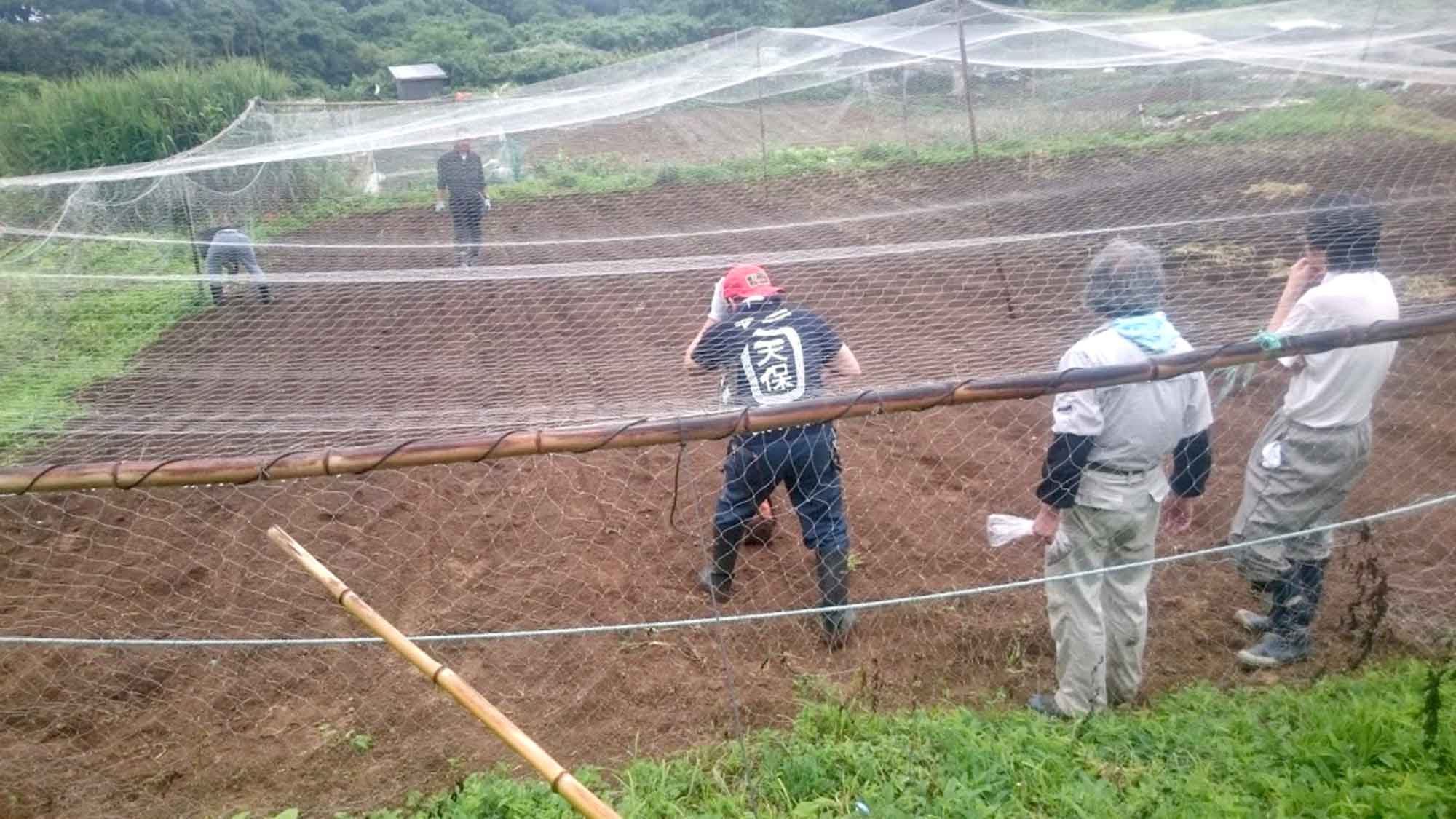 山形県アンテナショップおいしい山形　つくり手を訪ねて｜めん工房さかい (合資会社 酒井製麺所）（山形市)：
                飛島のそば畑にて、鳥害を防ぐネットを設置する様子。