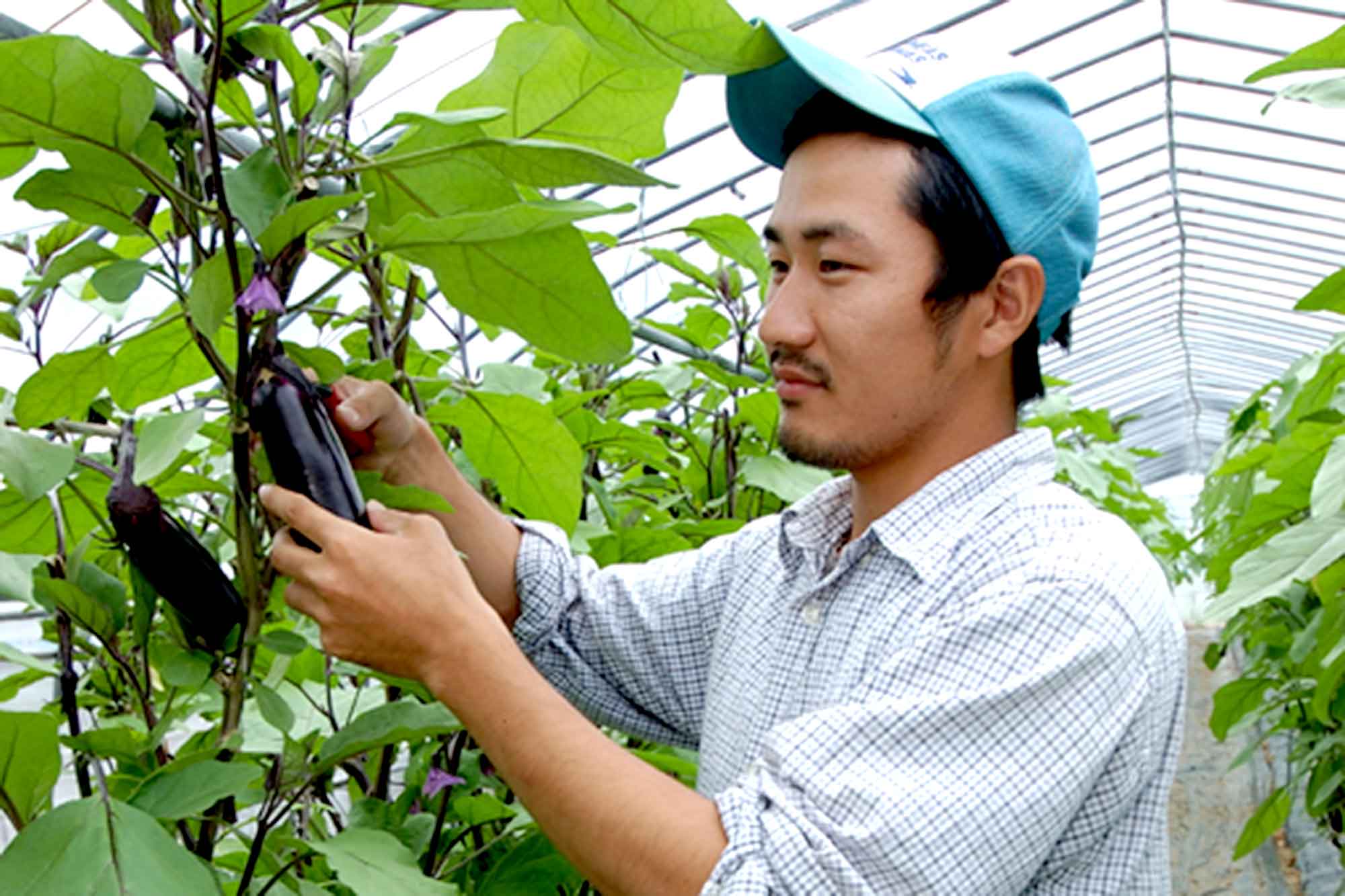 山形県アンテナショップおいしい山形　つくり手を訪ねて｜株式会社マルハチ：
                野菜の美味しさが基本。信頼できる生産者と二人三脚の野菜づくり。