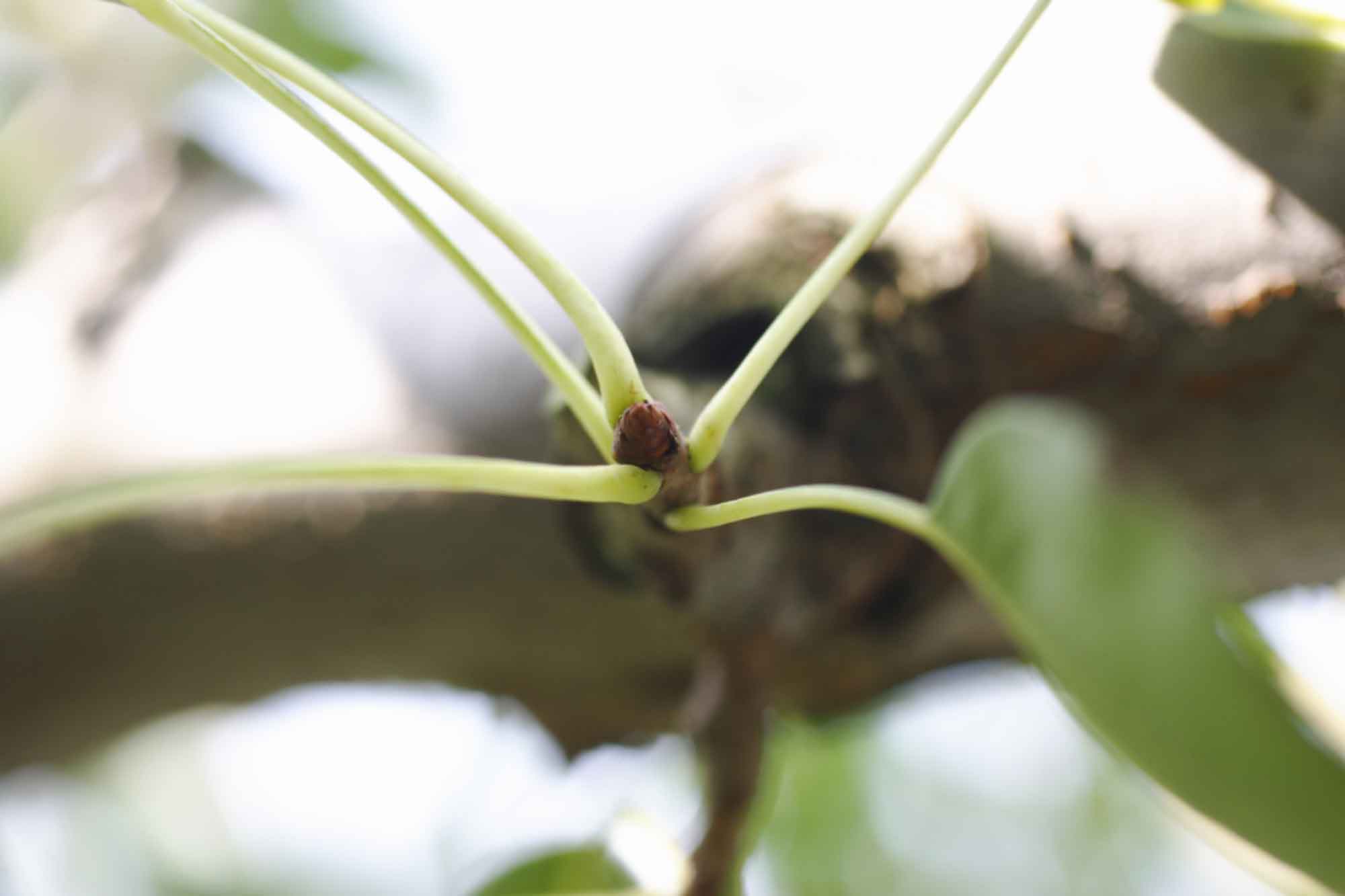 山形県アンテナショップおいしい山形　素材を訪ねて｜ラ･フランス：
                来年の実となる芽。この部分を摘み取らないように気を付けながら、収穫が行われます。 