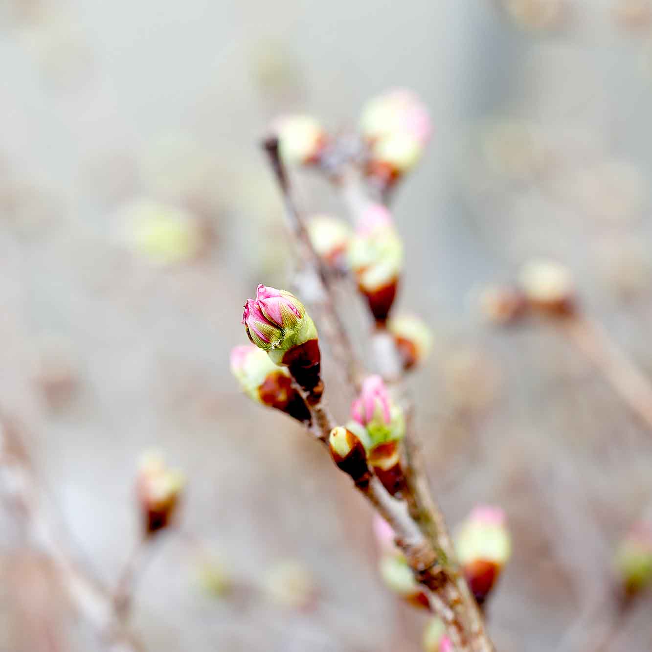 山形県アンテナショップおいしい山形　素材を訪ねて｜啓翁桜：
                約20度に保たれたハウスの中でほころぶ、ピンク色のつぼみ。