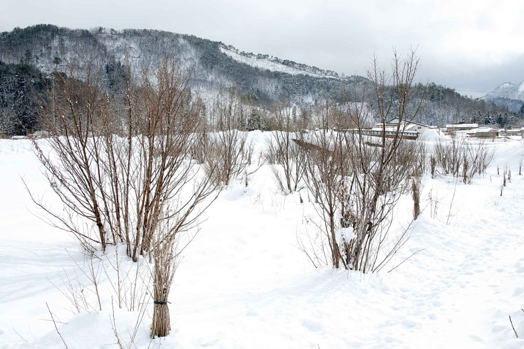 山形県アンテナショップおいしい山形　素材を訪ねて｜啓翁桜：
                雪に覆われた畑のなかで休眠中の啓翁桜。この木を切り出し、ハウスの中で温度調節しながら休眠打破していきます。 