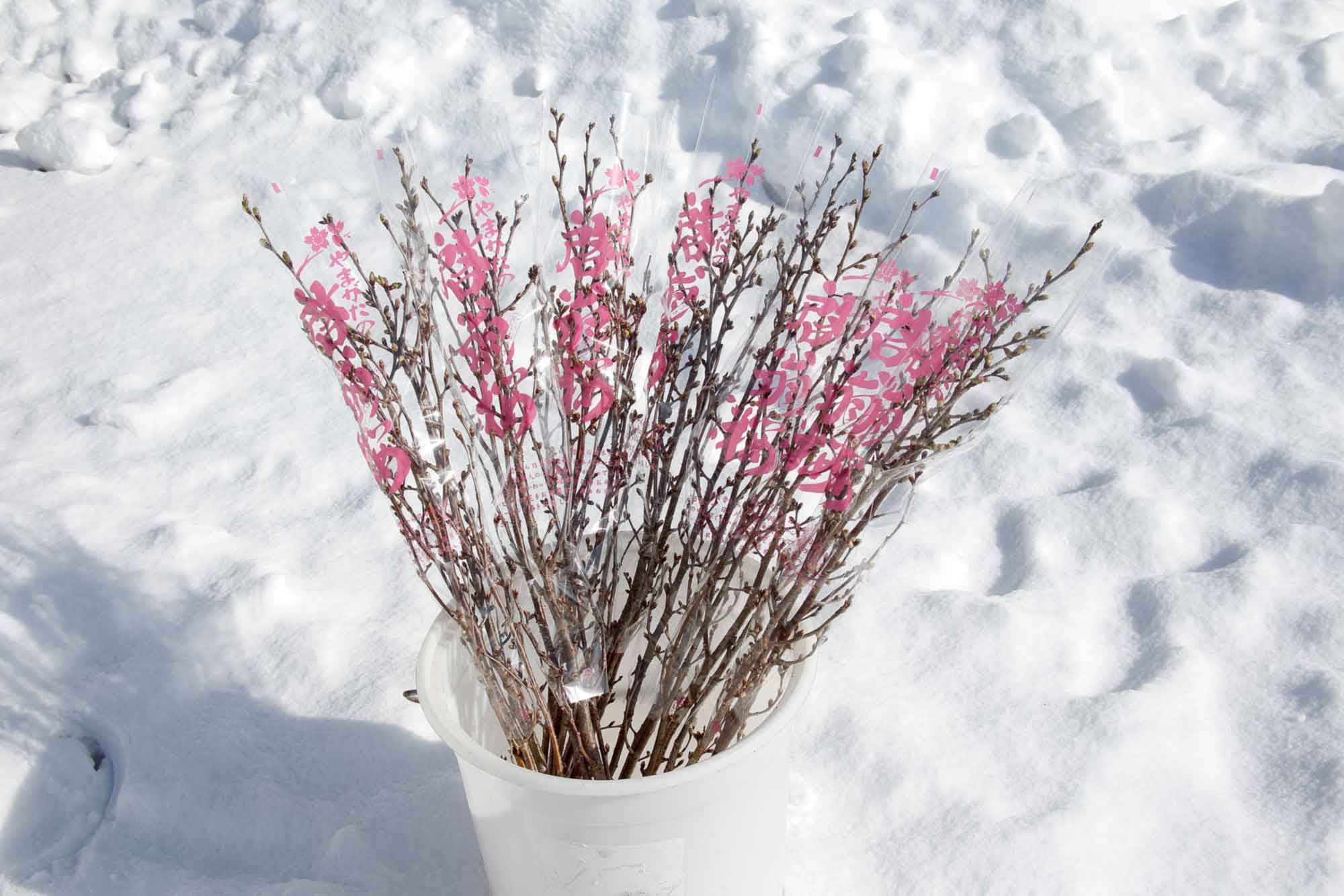 山形県アンテナショップおいしい山形　素材を訪ねて｜啓翁桜：
                啓翁桜はつぼみの状態で出荷され、届いた人の手元で満開を迎えます。 