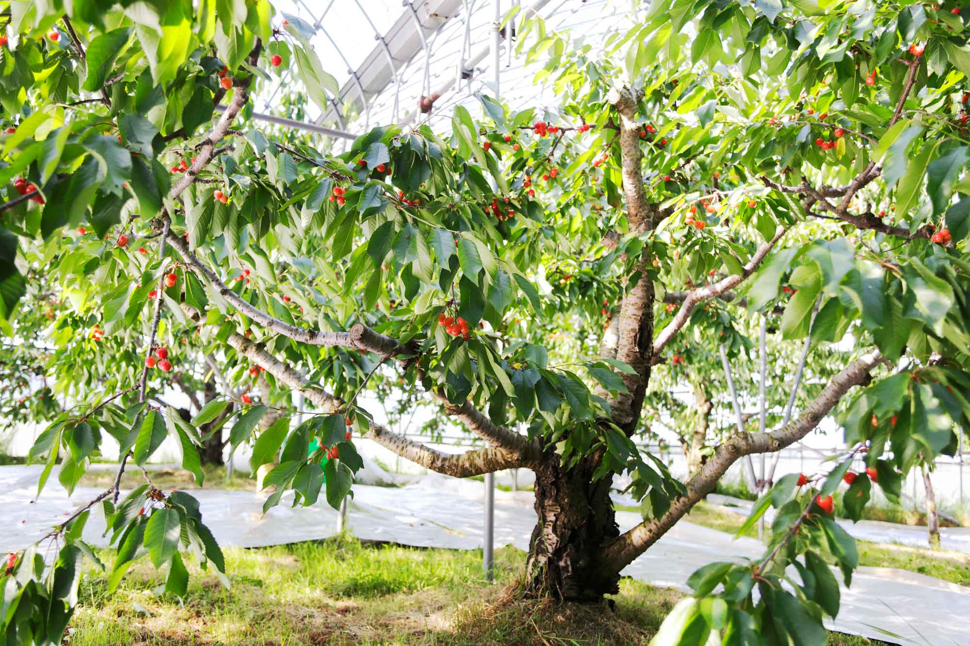 山形県アンテナショップおいしい山形　素材を訪ねて｜さくらんぼ：
                “佐藤錦”と“紅さやか”が植えられている秋場さんのさくらんぼ畑。