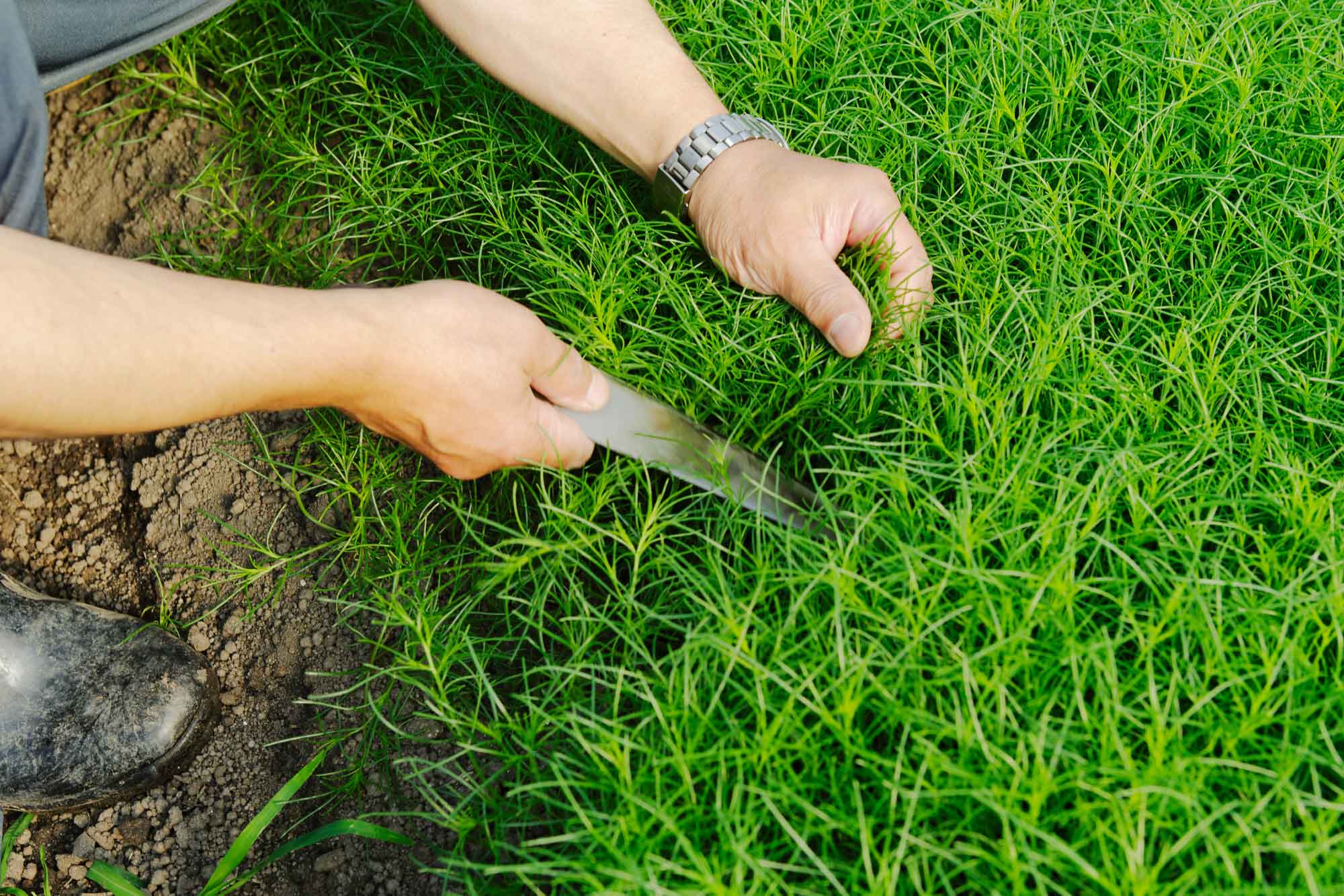 山形県アンテナショップおいしい山形　素材を訪ねて｜おかひじき：
                おいしさのため、収穫は全て手作業。