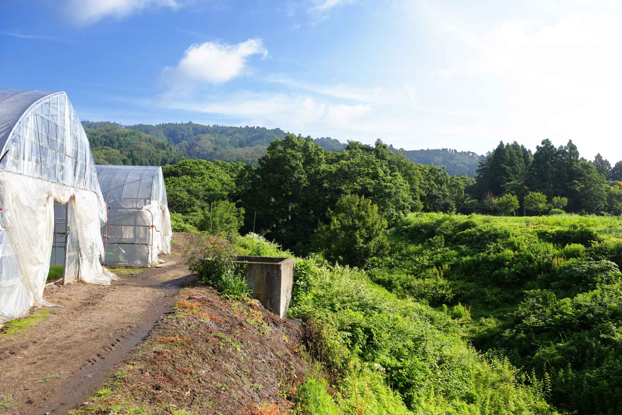 山形県アンテナショップおいしい山形　素材を訪ねて｜おかひじき：
                山々に抱かれるような立地の横沢農園。すぐそばには小川も。