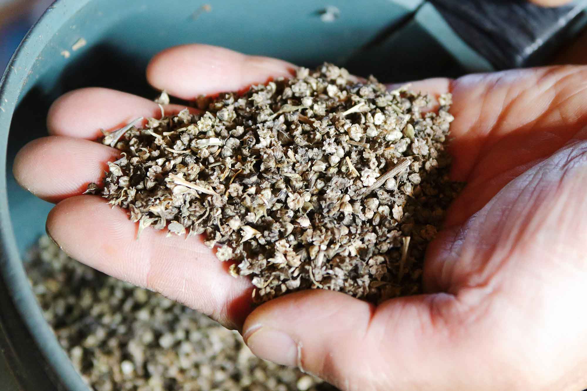 山形県アンテナショップおいしい山形　素材を訪ねて｜おかひじき：
                自家採種を繰り返す種。小さな一粒に伝統が詰まっている。