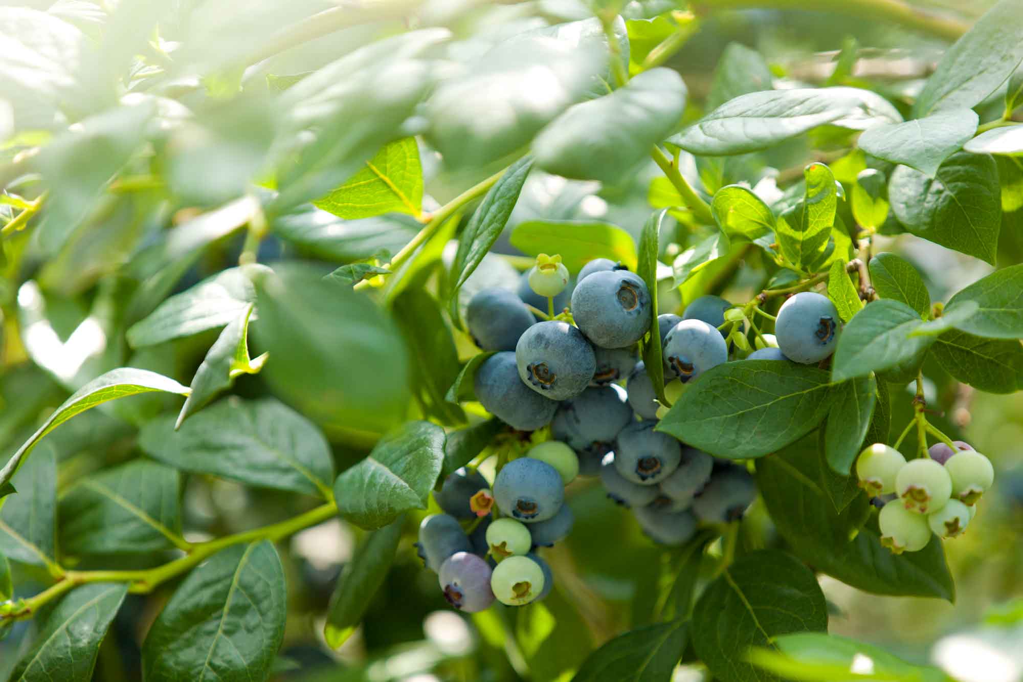 山形県アンテナショップおいしい山形　素材を訪ねて｜ブルーベリー：
                    表面の白い粉は「ブルーム」と呼ばれる、新鮮さと美味しさの証。