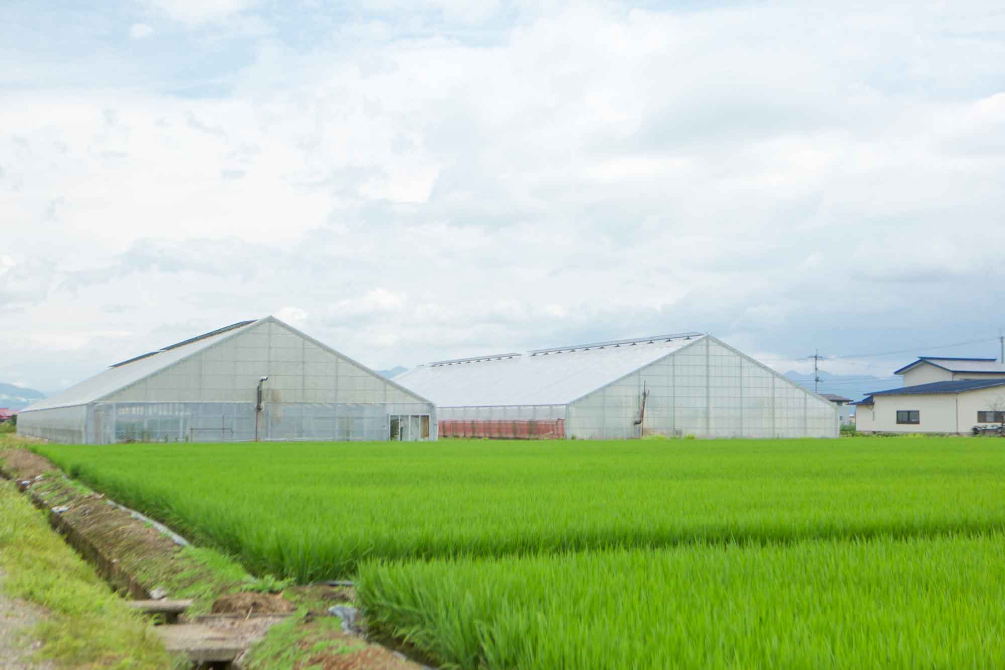 山形県アンテナショップおいしい山形　素材を訪ねて｜米沢トマト：
                    500坪のハウスが２棟、最盛期には2,500株ものトマトを栽培する島貫農園。