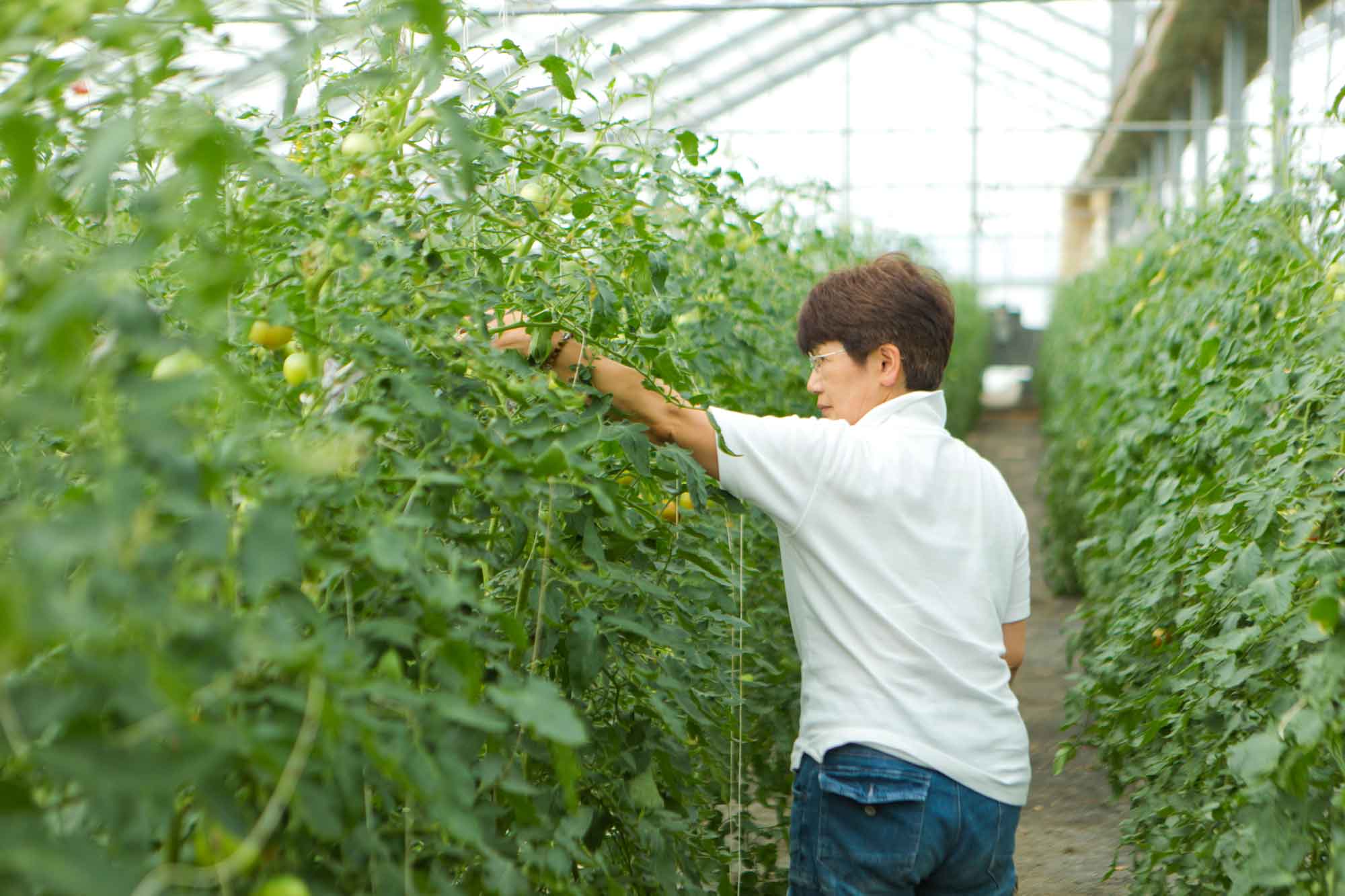 山形県アンテナショップおいしい山形　素材を訪ねて｜米沢トマト：
                    葉の茂り方と実付きのバランスも大事な要素。