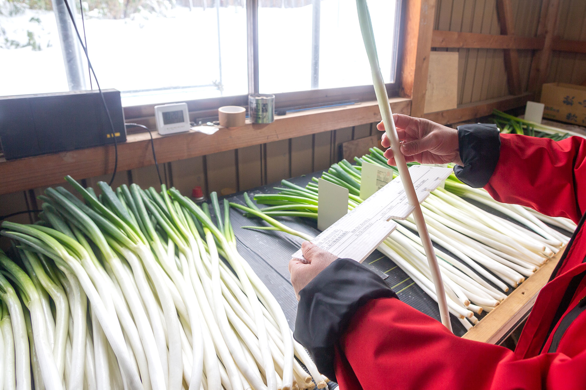 山形県アンテナショップおいしい山形　素材を訪ねて｜白露ねぎ：皮むき・選別といった作業にも細心の注意を払う