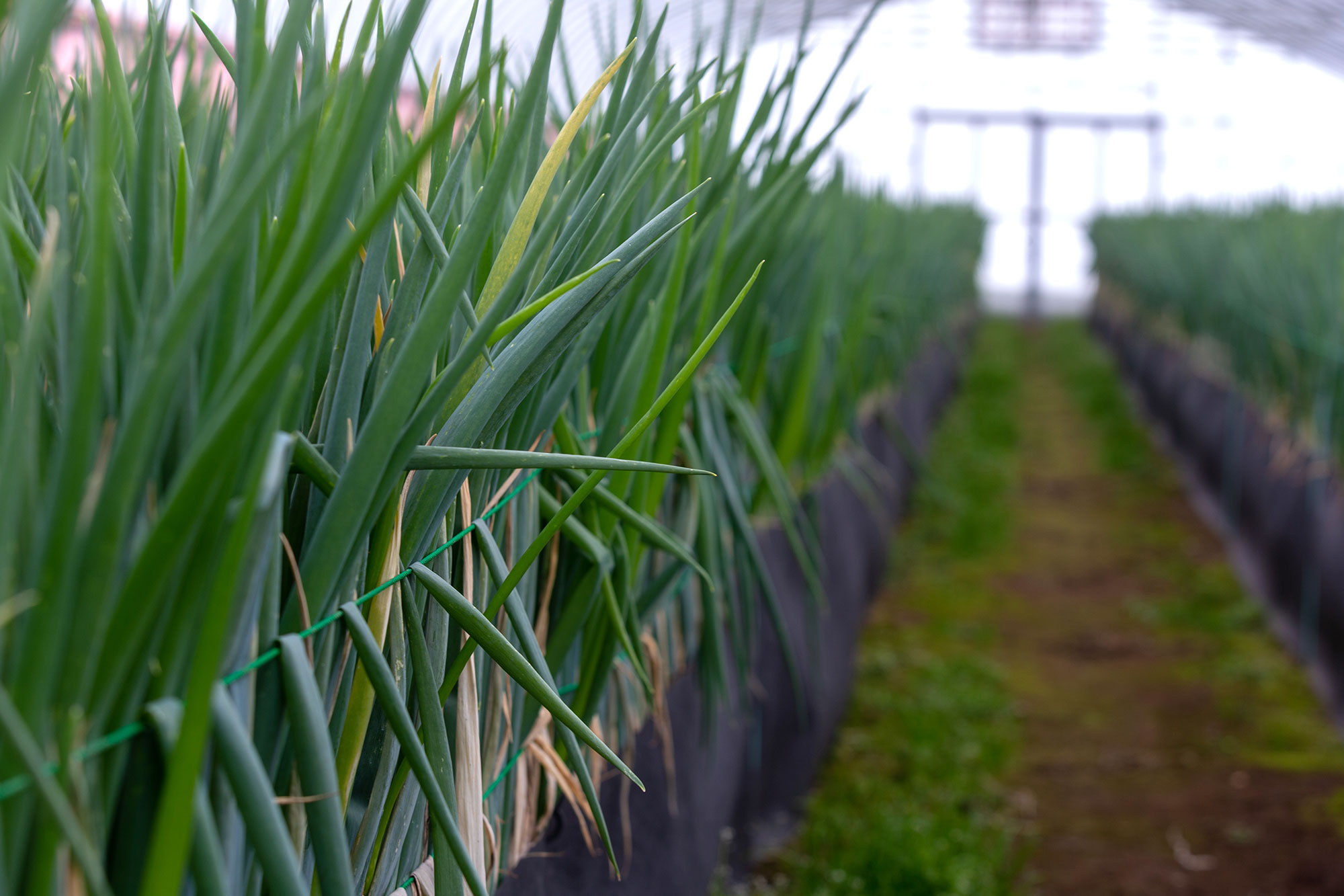 山形県アンテナショップおいしい山形　素材を訪ねて｜白露ねぎ：青葉に“ぬる”とも呼ばれる水溶性ペクチンが多いのも特長